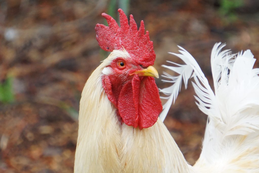 Penyebab Ayam Ngorok dan Cara Pengobatannnya.