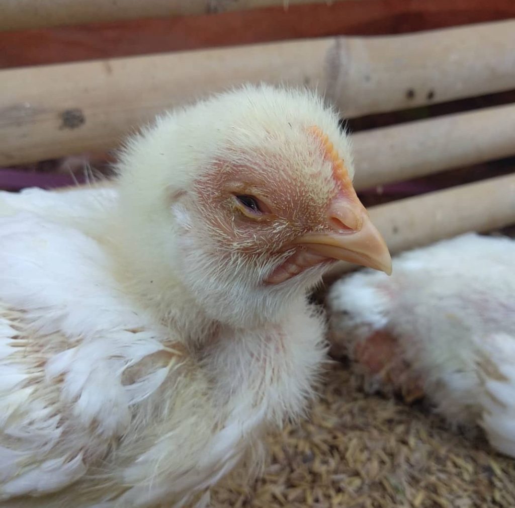Head Rolling/Swollen Head Syndrome (SHS) pada Ayam