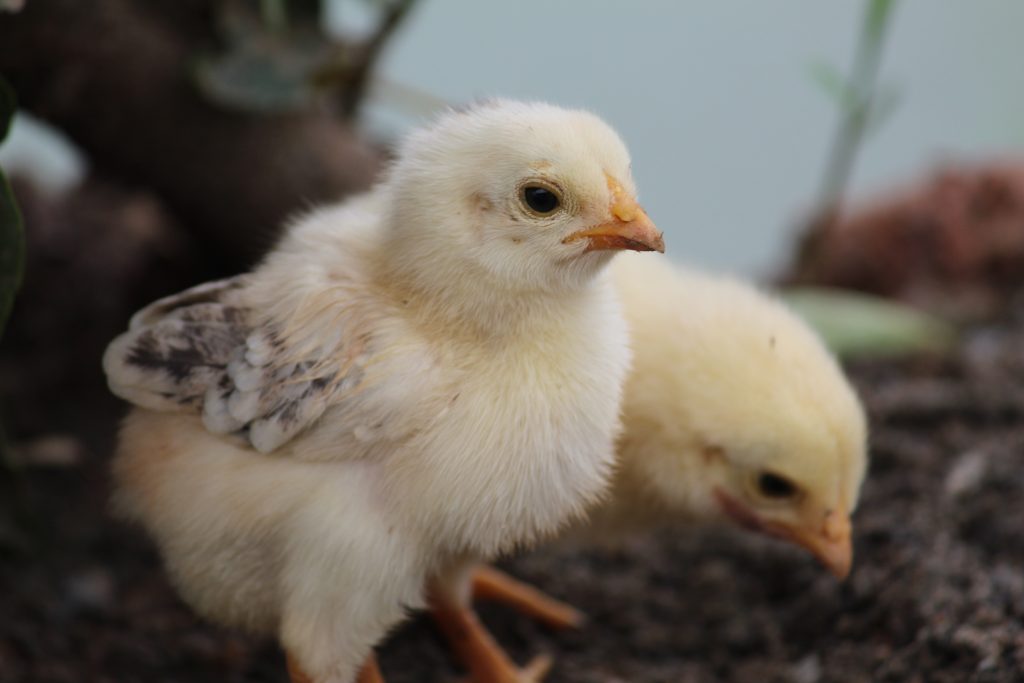 Cara Membedakan Anak Ayam Jantan dan Betina