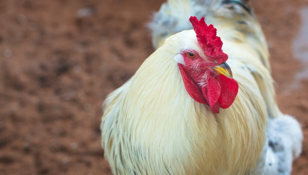 Kolibasilosis pada Ayam: Penyebab, Gejala, & Cara Mengobati