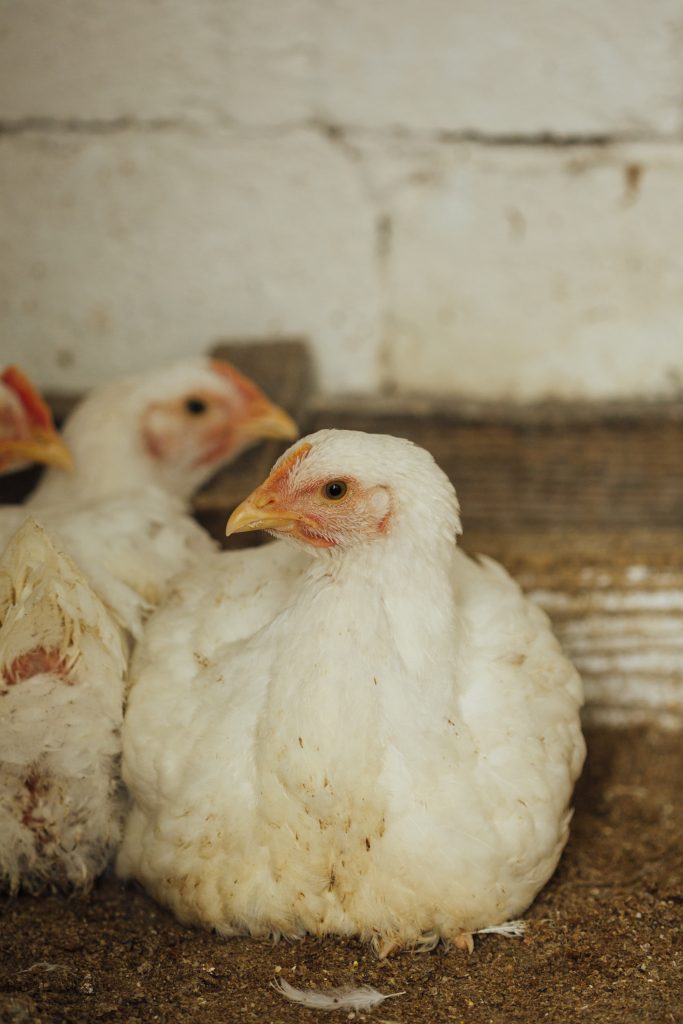 7 Penyakit Ayam Broiler dan Cara Mengatasinya