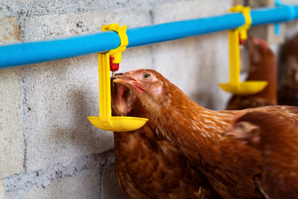 Kualitas Air dalam Budidaya Ayam