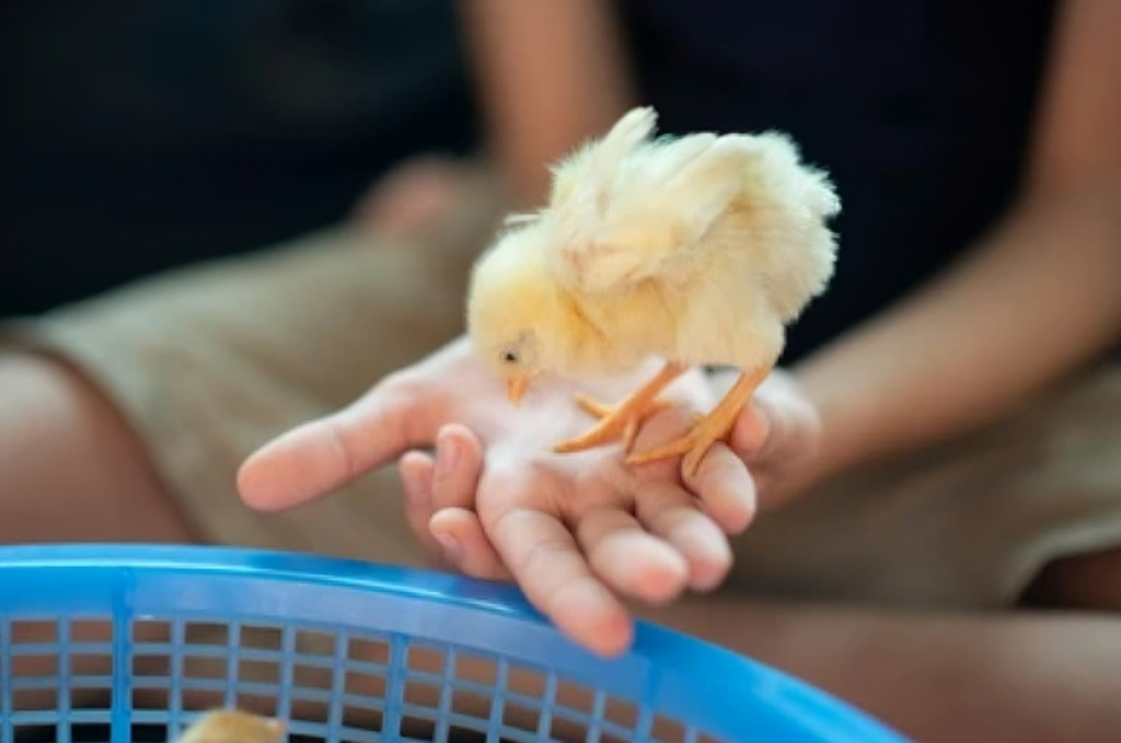 Malaria pada Ayam: Penyebab, Gejala, dan Pengobatan
