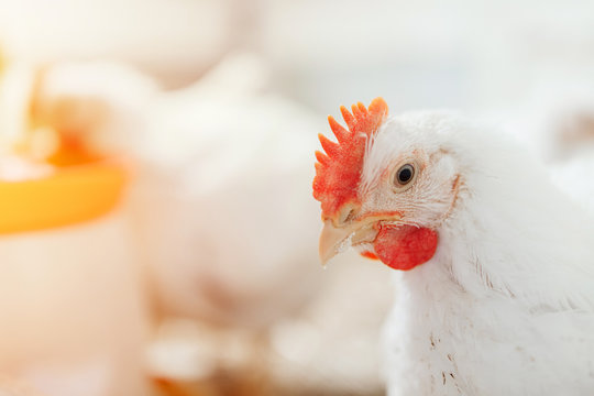 Manfaat dan Cara Melakukan Penjarangan Ayam Broiler