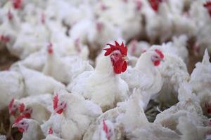 Cara Mudah Cek Harga Ayam untuk Meningkatkan Keuntungan