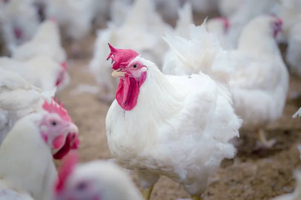 Bahaya Penyakit Reovirus, Penyebab Ayam Kerdil