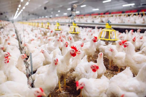 Gabung Kemitraan Ayam Bikin Untung atau Bikin Buntung?