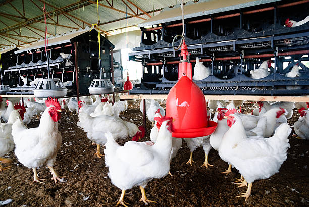 Tips Menjaga Suhu dan Kelembaban Pada Kandang Ayam