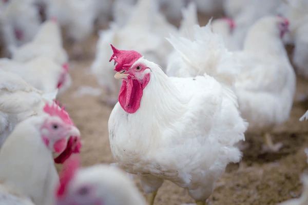 Breeding Ayam, Hindari 4 Kesalahan Ini untuk Panen Maksimal