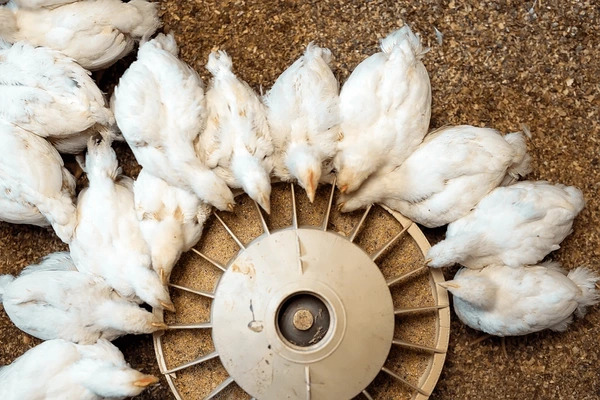 <font style="vertical-align: inherit;"><font style="vertical-align: inherit;">Phytobiotics, Herbal Feed for Broiler Chickens that Make Chickens Healthy and Productive</font></font>