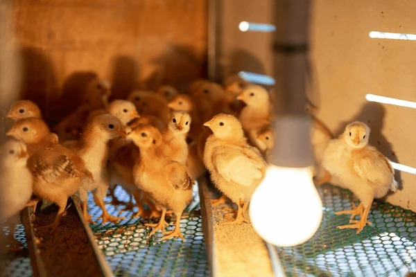 Peternak Wajib Tahu, Jenis-jenis Penghangat Kandang Ayam Berdasarkan Sumber Daya