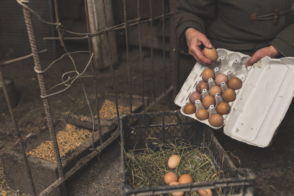 Tips Meningkatkan Produktivitas pada Ayam Broiler
