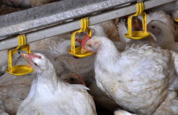 Fakta Penting Tentang Air Minum Untuk Ayam Broiler