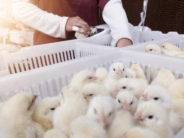 Kenali Macam-macam Obat Agar Ayam Broiler Tidak Stress