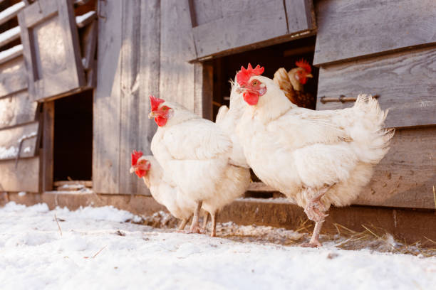 8 Tips Beternak Ayam di Musim Dingin