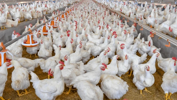 3 Cara Meningkatkan Keuntungan Ternak Ayam