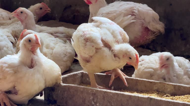 4 Fungsi Karbohidrat Pada Pakan Ayam Broiler