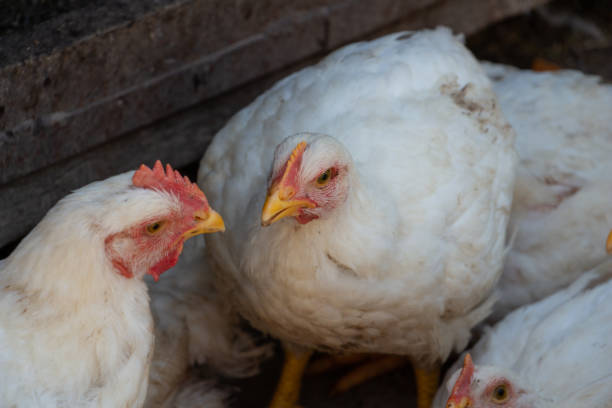 Mengapa Ayam Broiler Bisa Berkembang dengan Cepat?