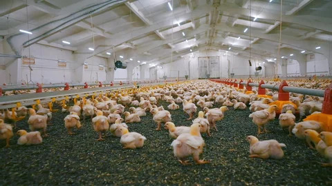 Penerapan Biosecurity Pada Kandang Ayam