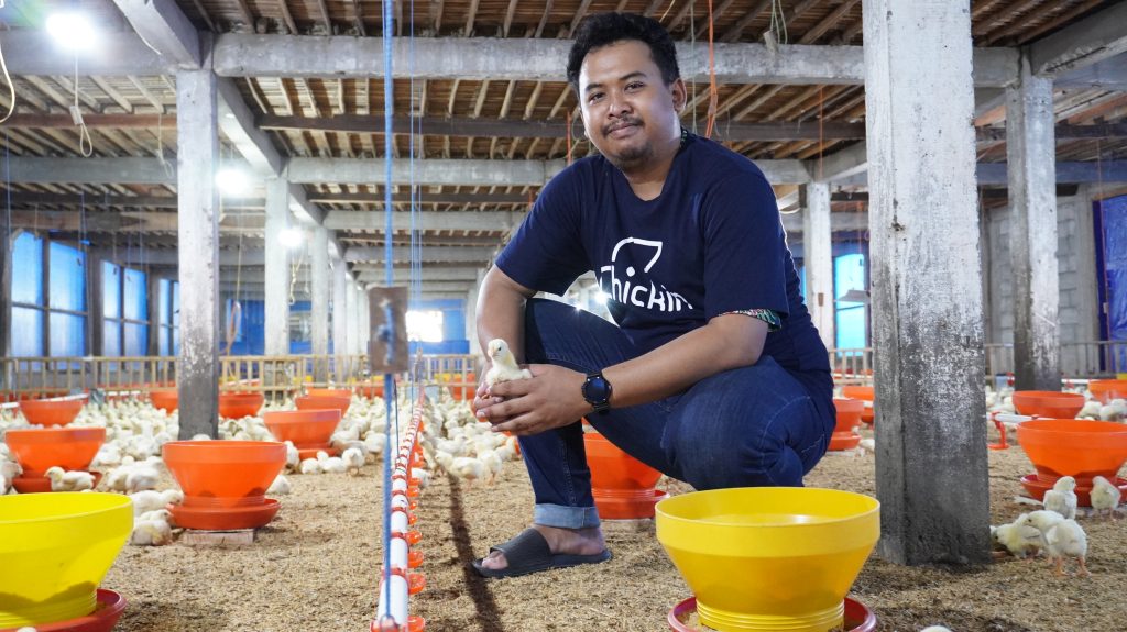 Tips Manajemen Pakan Selama Masa Brooding