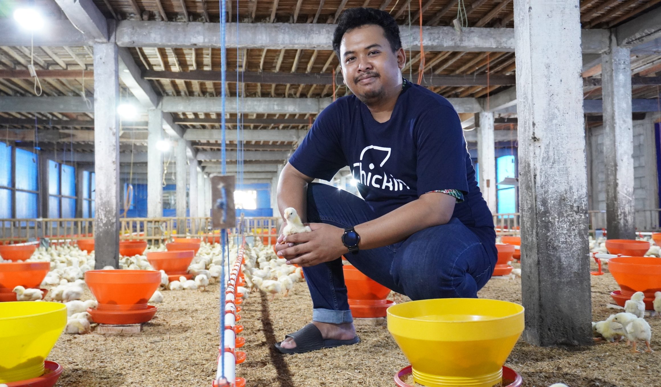 Tips Manajemen Pakan Selama Masa Brooding Ayam Broiler