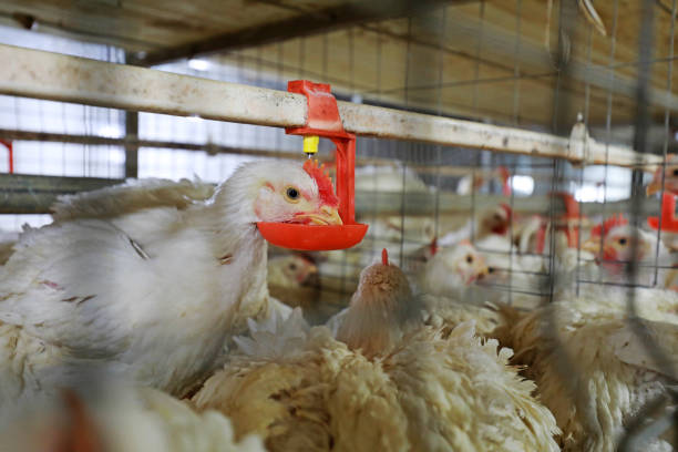 Dampak Ekonomi dan Sosial Industri Ayam Broiler di Indonesia: Analisis Mendalam