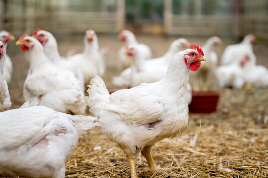 Mengatasi Stunting di Indonesia: Peran Penting Industri Peternakan Ayam Broiler