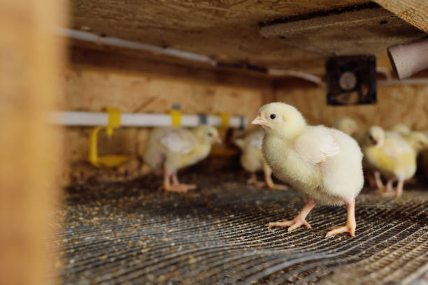 Tips Memilih dan Mempersiapkan Sapronak Berkualitas untuk Ayam Broiler