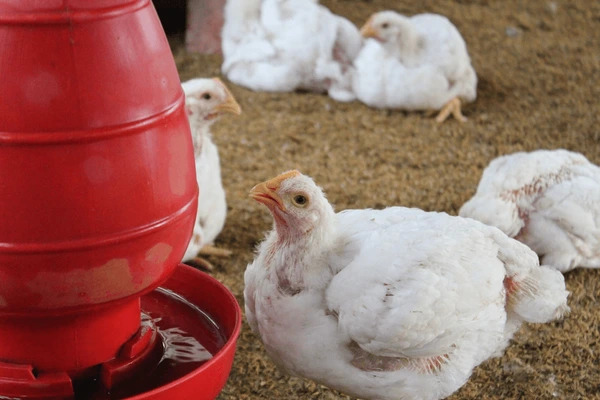 Kondisi Industri Pakan Ayam di Indonesia: Analisis Kenaikan Harga dan Proyeksi Masa Depan