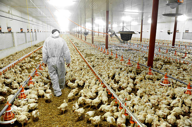 Transformasi Industri Ayam Broiler Indonesia: Dari Upstream ke Downstream