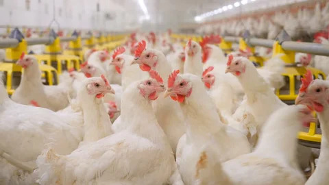 Ciri Supplier Ayam Berkualitas di Bekasi