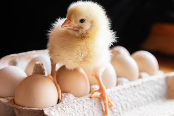 Faktor yang Mempengaruhi Harga DO Ayam Broiler Hari Ini