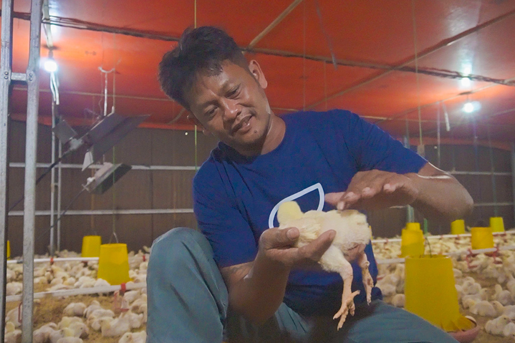 Berapa Potensi Keuntungan Ternak Ayam Broiler 10.000 Ekor?