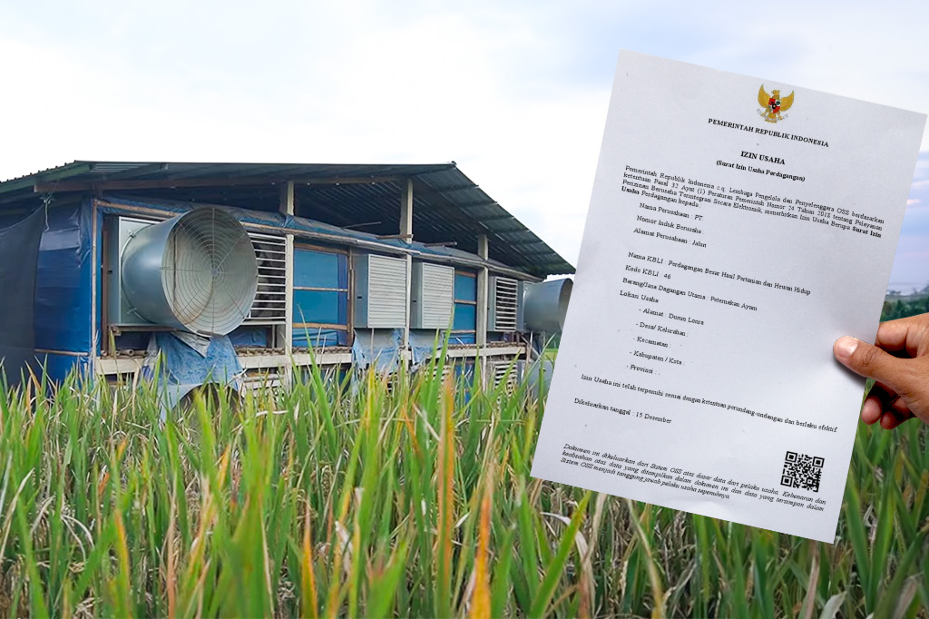 Perizinan Membangun Kandang Ayam Broiler: Panduan Lengkap untuk Pemula
