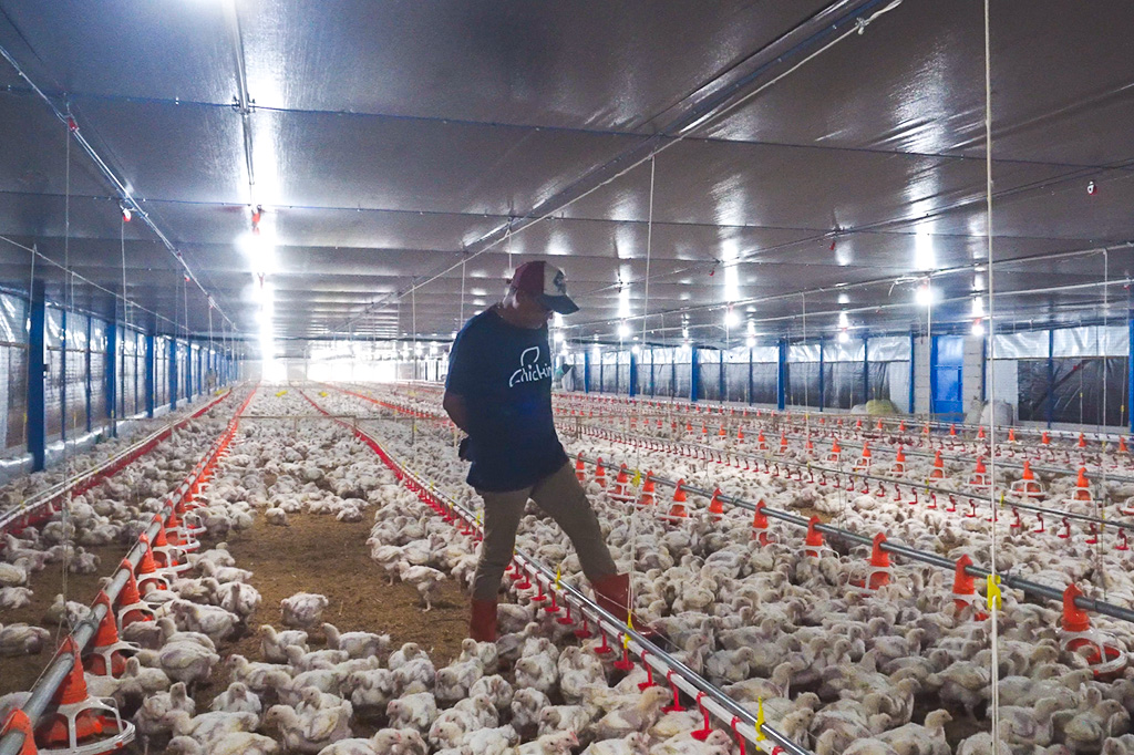 Ternak Ayam Jadi Rekomendasi Bisnis Masa Pensiun, Ini Analisanya
