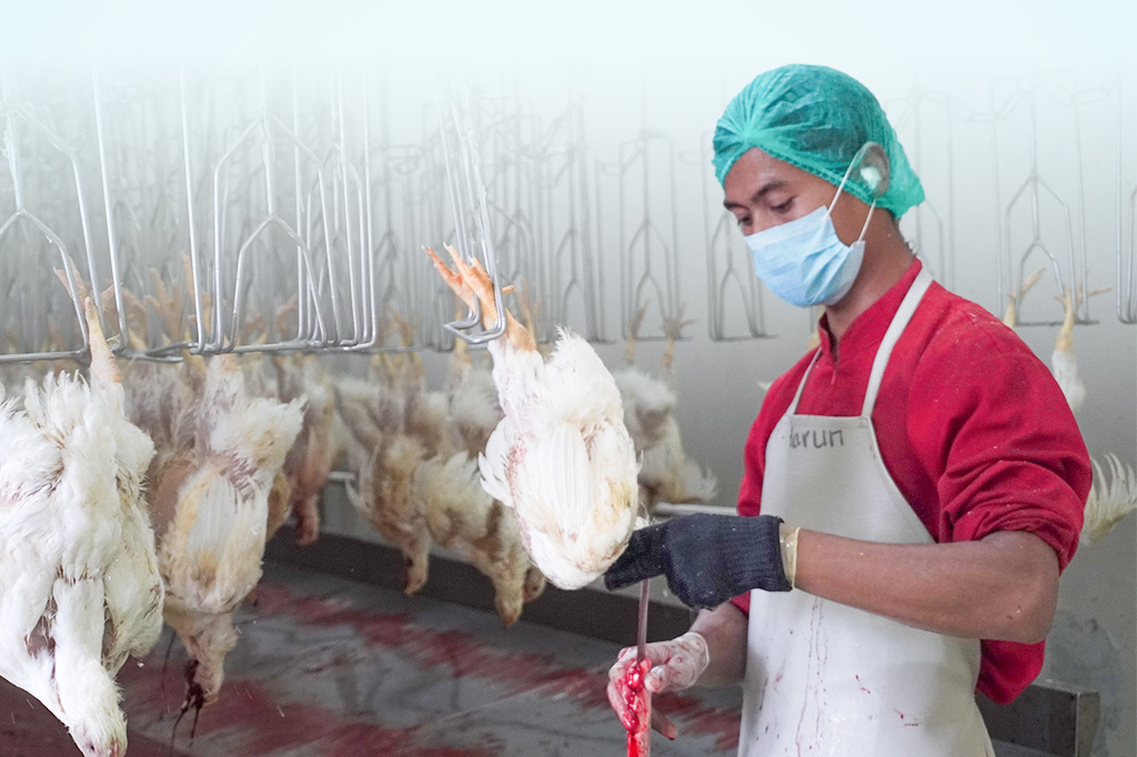 Apakah Penyembelihan Ayam di Rumah Potong Ayam Itu Halal? Ini Jawabannya