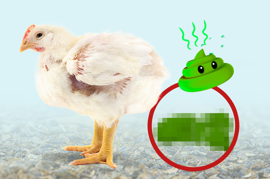 Berak Hijau Pada Ayam Broiler: Ini Penyebab dan Penangananya