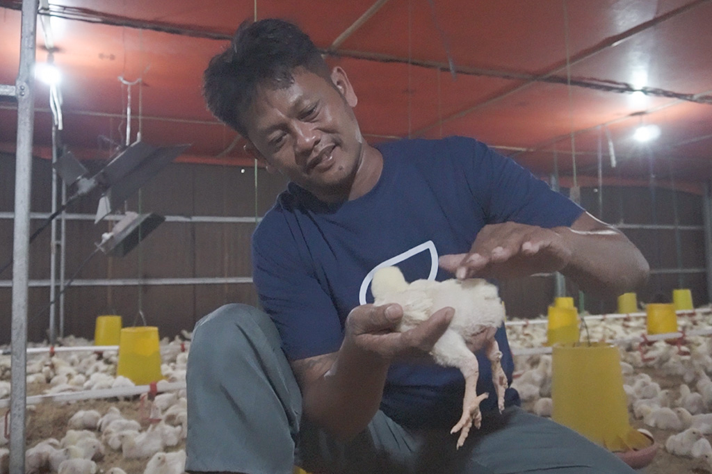 Cara Mudah Cek Kesehatan Ayam Broiler Tanpa Dokter