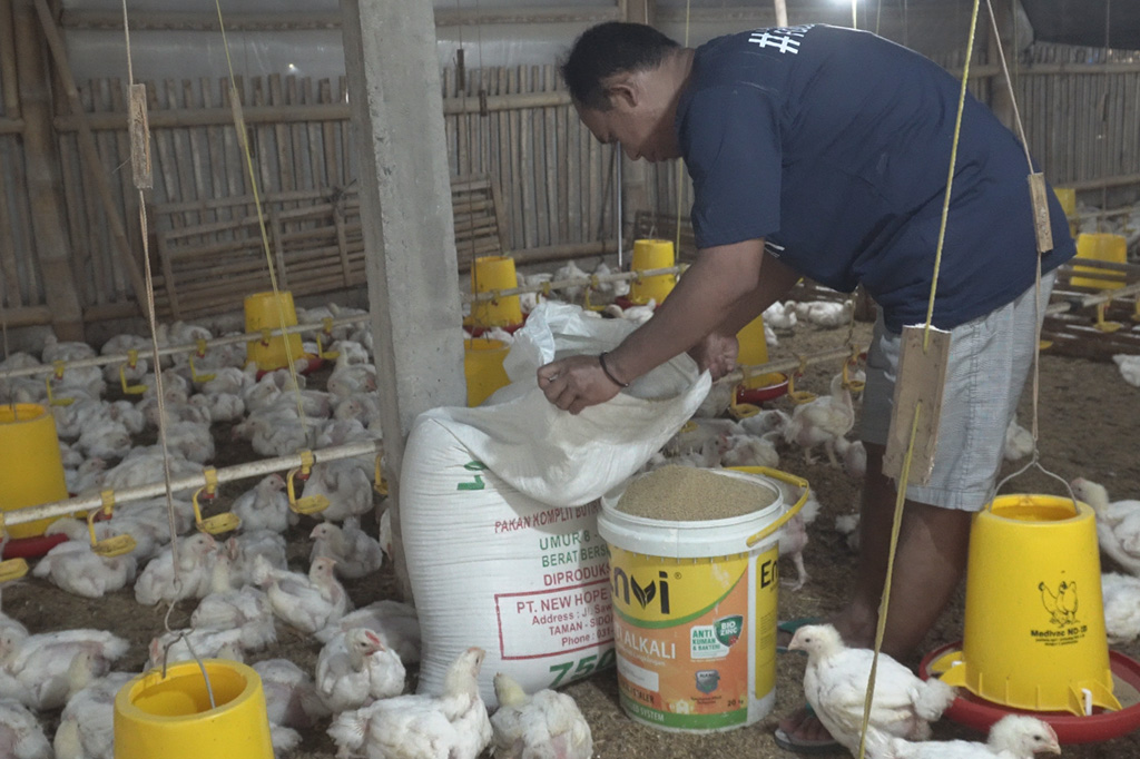 Manajemen Pakan Ayam Broiler: Kunci Sukses Peternakan Ayam Broiler