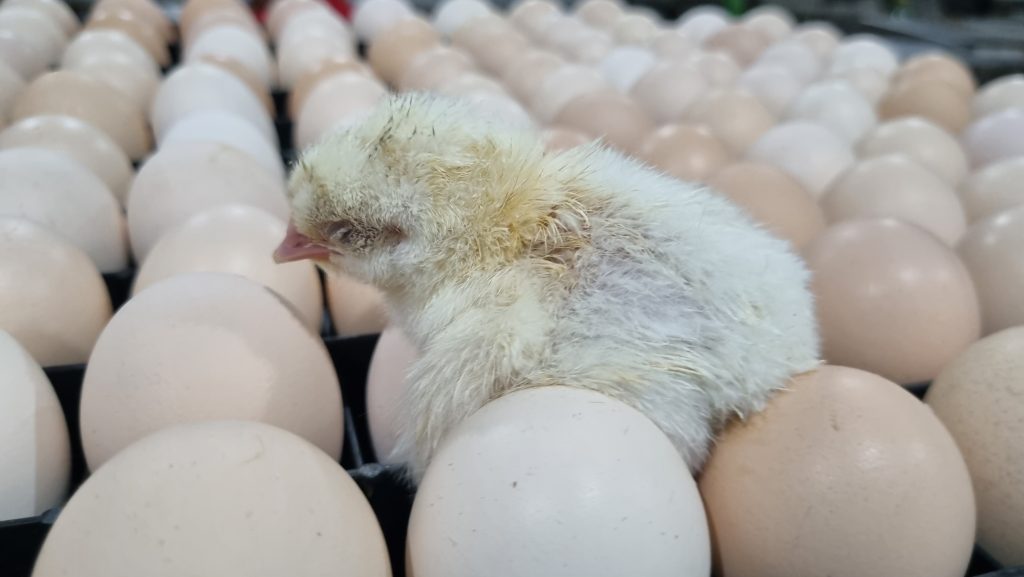 Pengaruh Kualitas Telur Terhadap Ayam Broiler