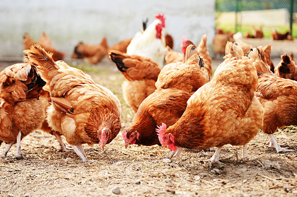 Berapa lama ayam hidup berdasarkan jenis dan pemeliharaannya