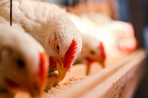 Kapan Waktu yang Tepat Memberi Makan Ayam?