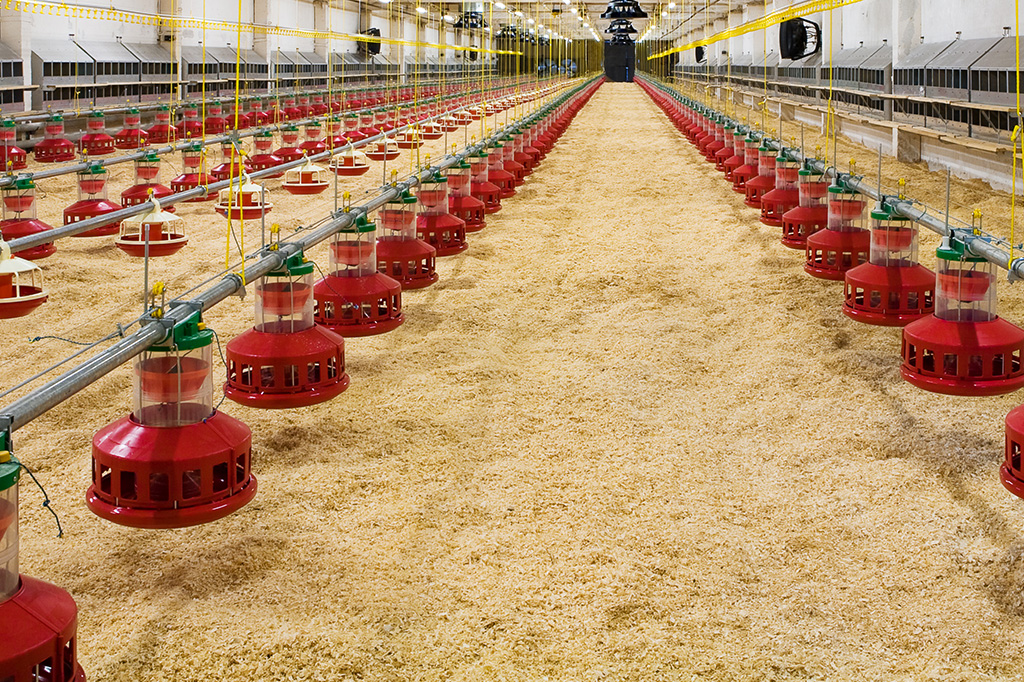 Berapa Lama Masa Istirahat Kandang Ayam Broiler yang Ideal?