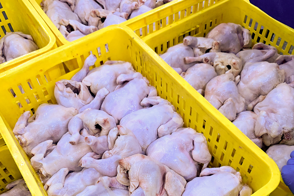 Rekomendasi Standar Ayam Potong Untuk Fried Chicken
