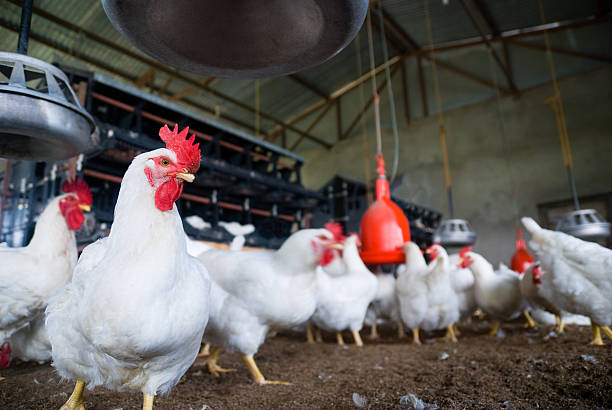 Apakah Hormon Digunakan pada Ayam? Temukan Faktanya