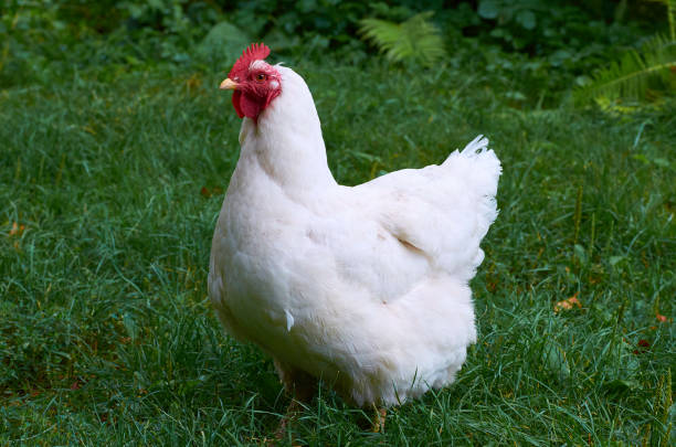 Ayam Broiler: Kisah Dibalik Unggas Paling Populer di Dunia