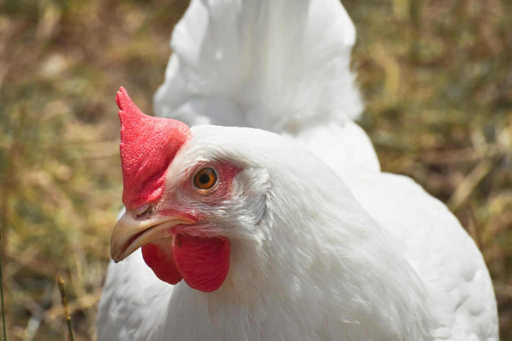 Mengapa Ayam Broiler Tumbuh Lebih Cepat dari Ayam Petelur