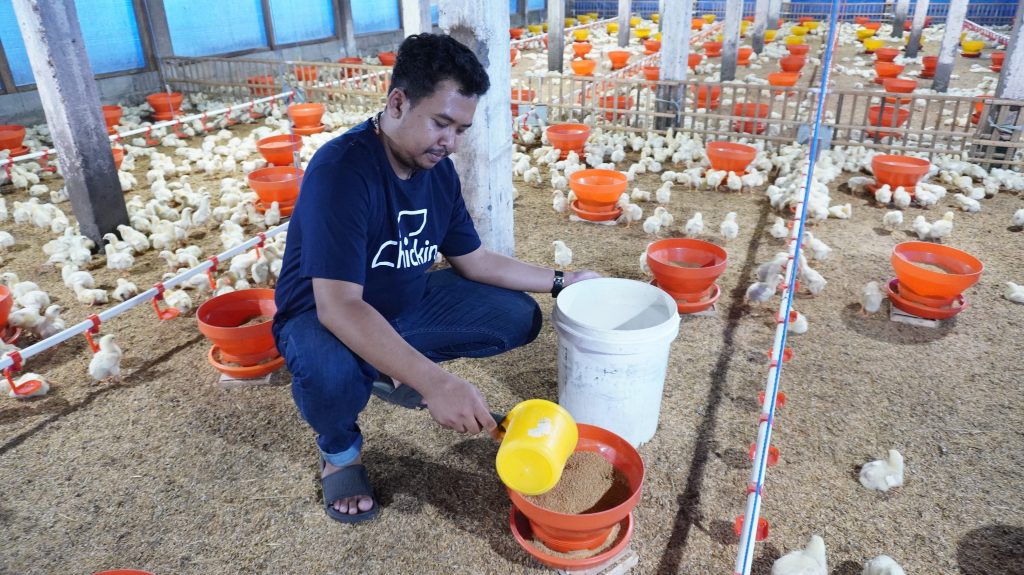 Apa saja yang mempengaruhi konsumsi pakan ternak unggas?