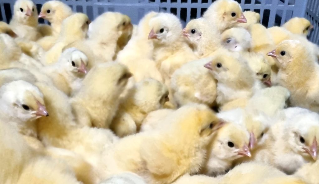 Cek Kelamin (Sexing) pada Ayam dan Manfaatnya Bagi Peternak