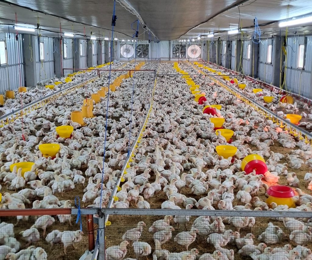 Pemeliharaan Sistem Kandang atau Cage-Free, Mana Lebih Baik?